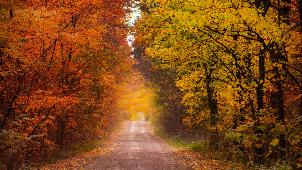Thanksgiving Zoom Background Bundle – 16 Cozy Fall Virtual Backdrops by Zen Angel Den