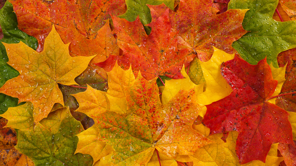 Thanksgiving Zoom Background Bundle – 16 Cozy Fall Virtual Backdrops by Zen Angel Den