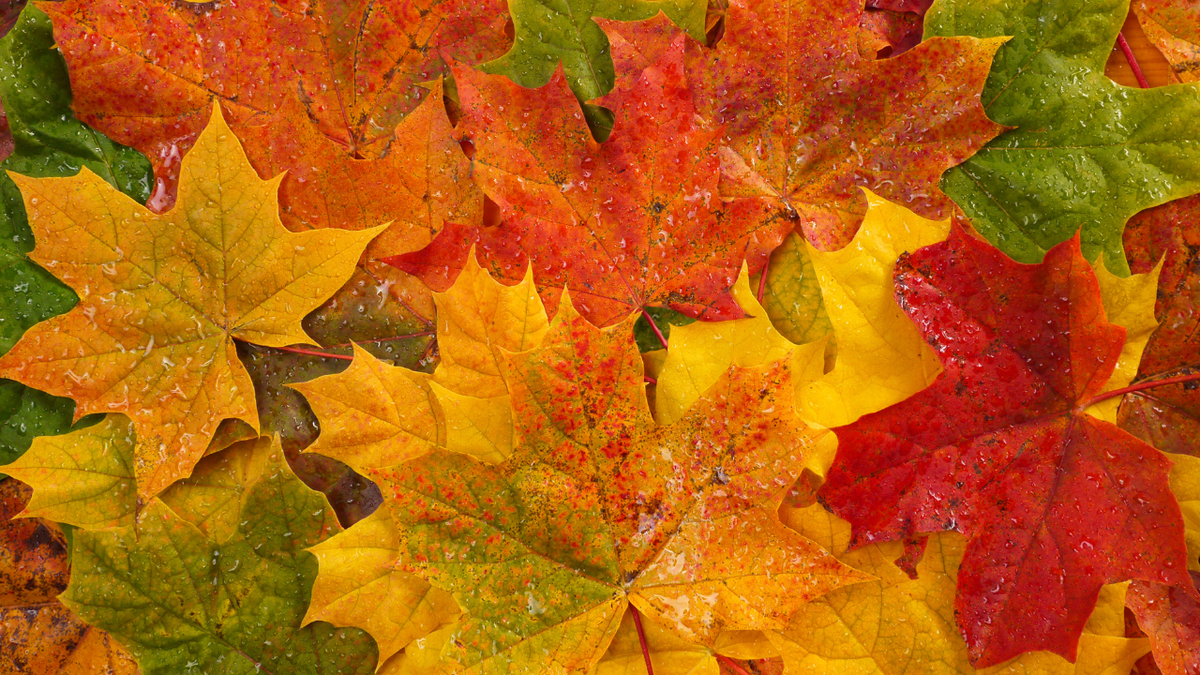 Thanksgiving Zoom Background Bundle – 16 Cozy Fall Virtual Backdrops by Zen Angel Den